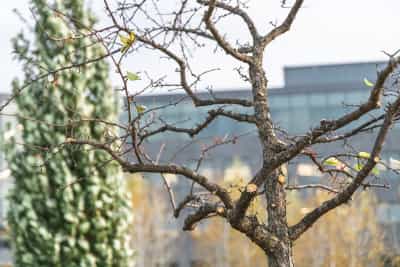 Dormant Season Services